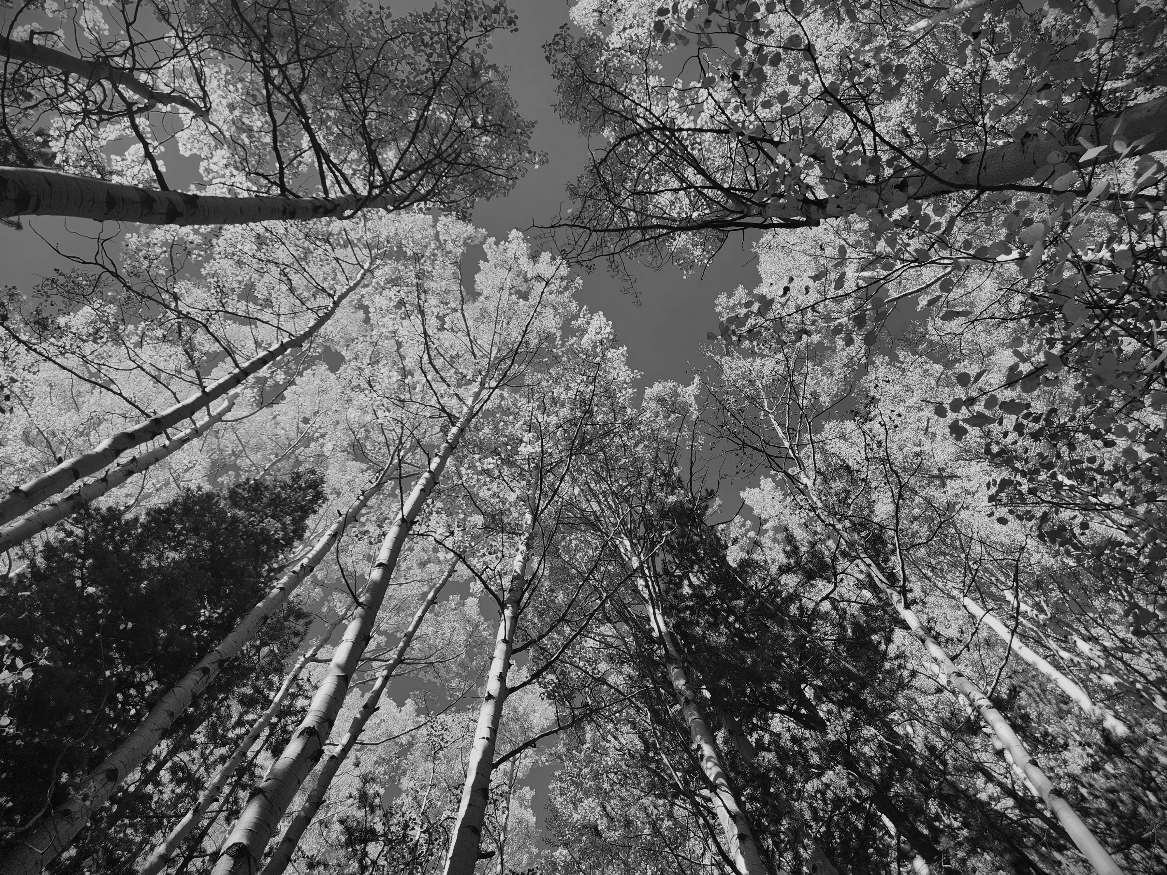 Black and white grove of aspen trees.
